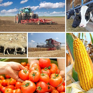 Современные тенденции сельскохозяйственного производства в мировой экономике